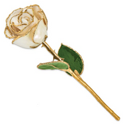 Lacquer Dipped 24 Karat Gold Trimmed Real White Rose
